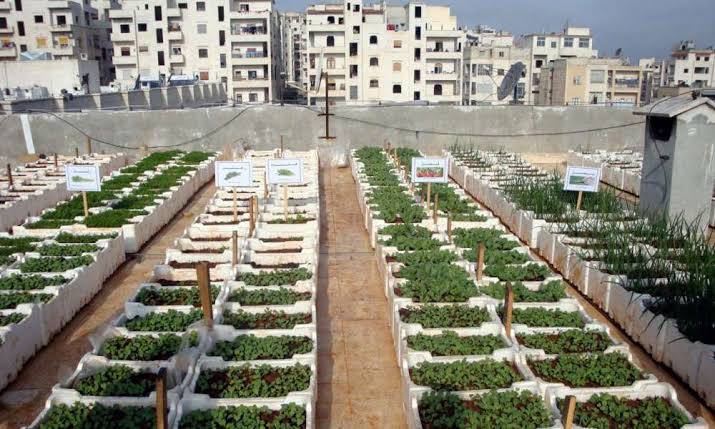 زراعة الأسطح