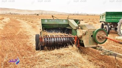 ارتفاع توريد القمح بالدقهلية إلى 113 ألف و960 طنا ارتفاع توريد القمح بالدقهلية إلى 113 ألف و960 طنا