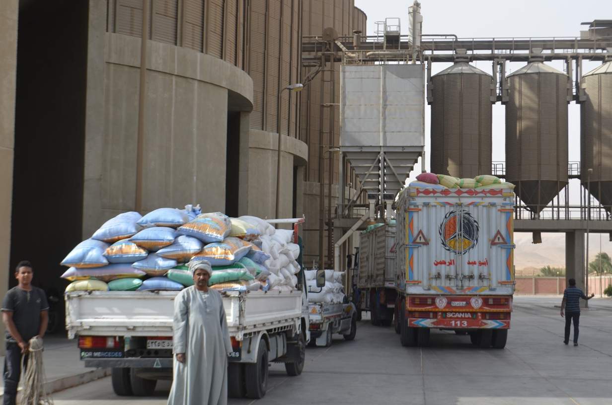 توريد محصول القمح في قنا توريد محصول القمح في قنا