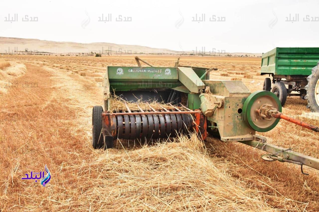 قمح قمح