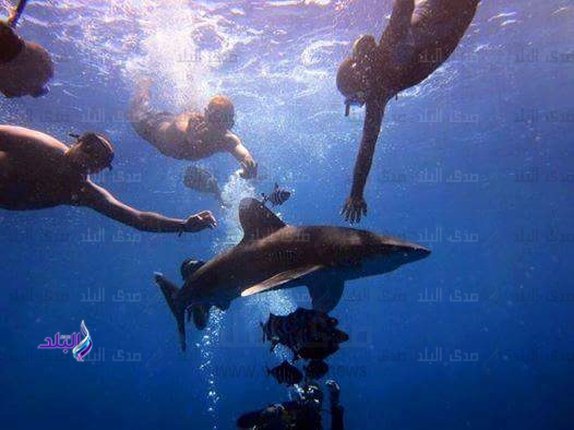 لماذا تقترب أسماك القرش من الشاطئ بكثرة في الصيف؟ لماذا تقترب أسماك القرش من الشاطئ بكثرة في الصيف؟