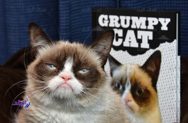 القطة الغاضبة  Grumpy Cat