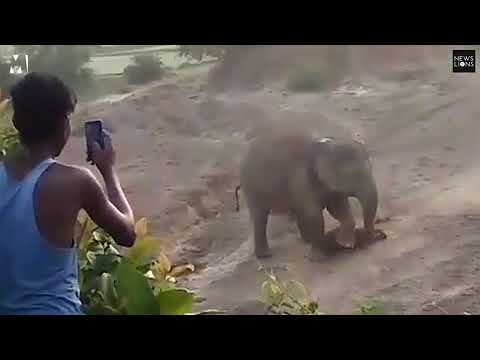 فيل يدهس رجلًا حتى الموت بعد رشقه بالحجارة فيل يدهس رجلًا حتى الموت بعد رشقه بالحجارة