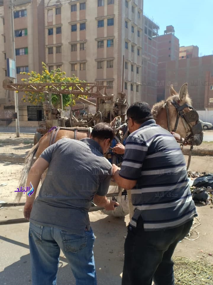 ضبط 3 عربات الكارو لنبش القمامة وتشوية المظهر العام بشبرا ضبط 3 عربات الكارو لنبش القمامة وتشوية المظهر العام بشبرا
