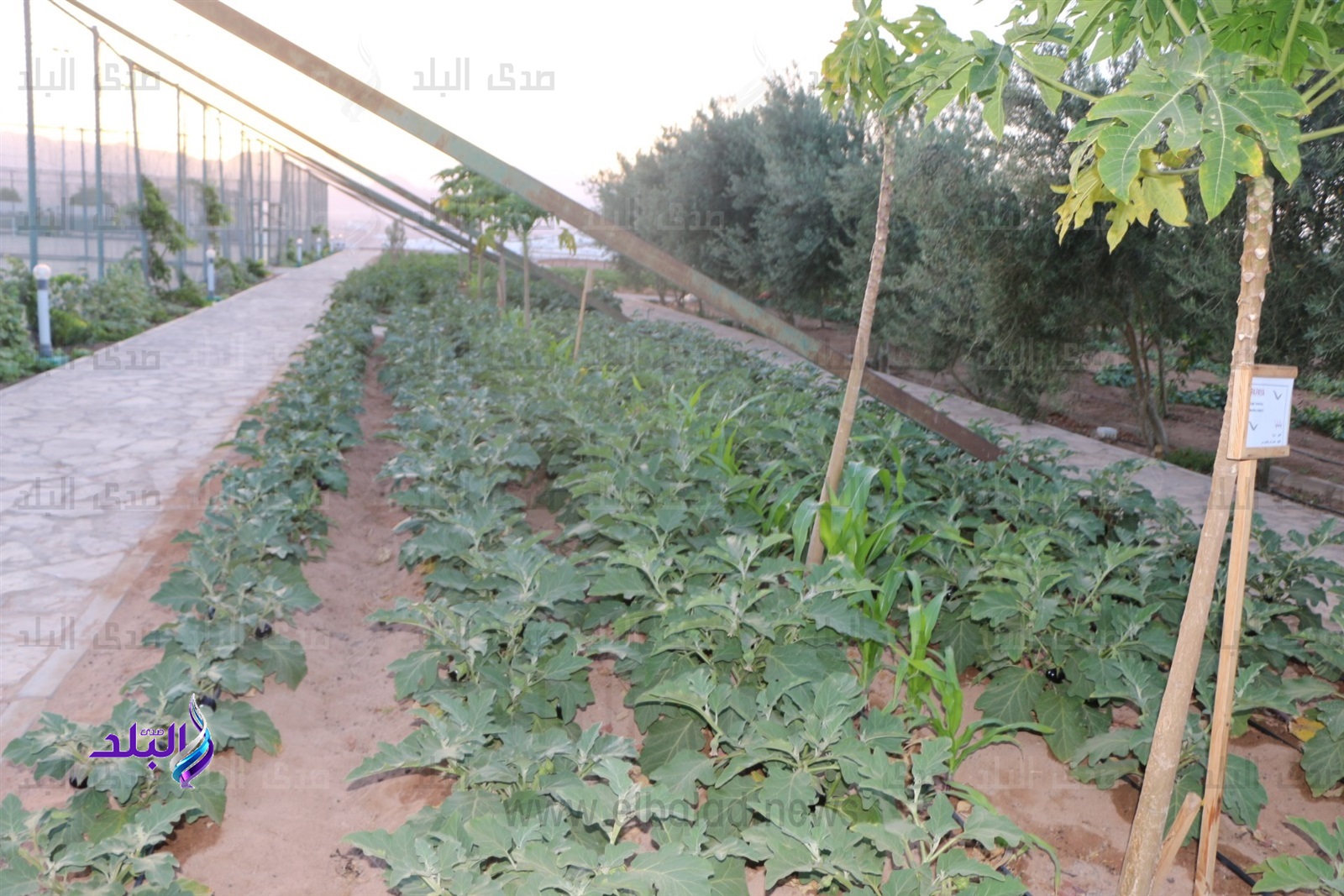 الزراعة الطبيعية فى جنوب سيناء