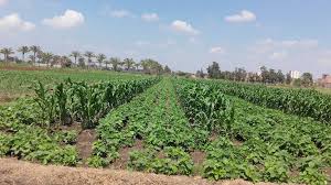 زراعة الوادي : ندوات ارشادية لدعم المزارعين وتحسين الانتاج