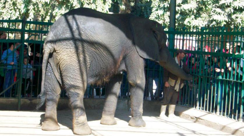 حديقة حيوان الجيزة