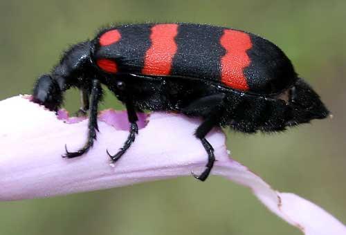ملايين الخنافس الملونة في سماء كاليفورنيا