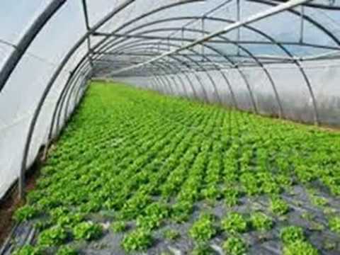 تقديم تسهيلات لدعم مشروعات الصوب الزراعية بالوادي الجديد تقديم تسهيلات لدعم مشروعات الصوب الزراعية بالوادي الجديد