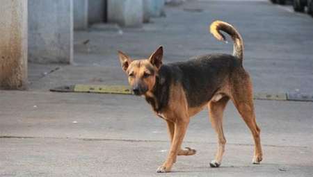 كلب ضال - صورة أرشيفية 