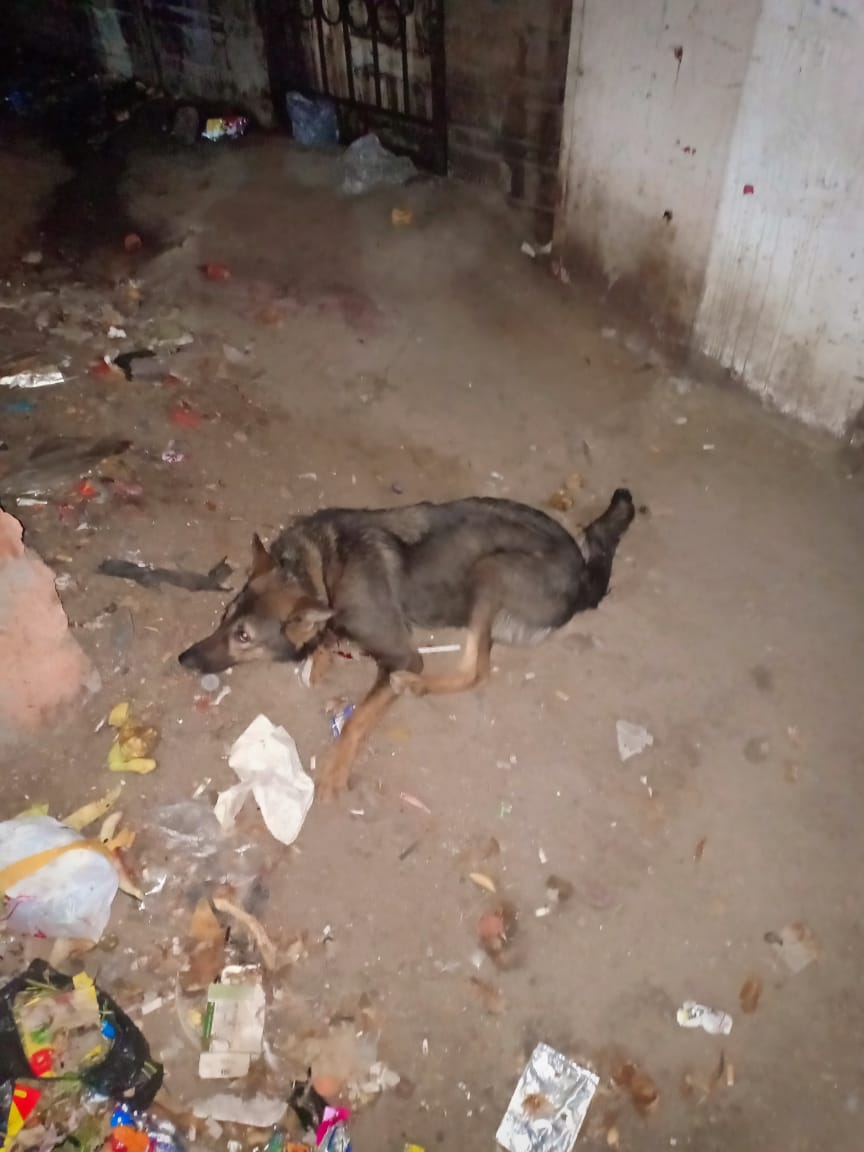 بيطرى الدقهلية يقضى على الكلب المفترس واكثر من 75 كلب ضال