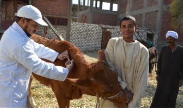 بيطرى الفيوم يستعد لتنظيم حملة للتحصين ضد الحمى القلاعية بيطرى الفيوم يستعد لتنظيم حملة للتحصين ضد الحمى القلاعية