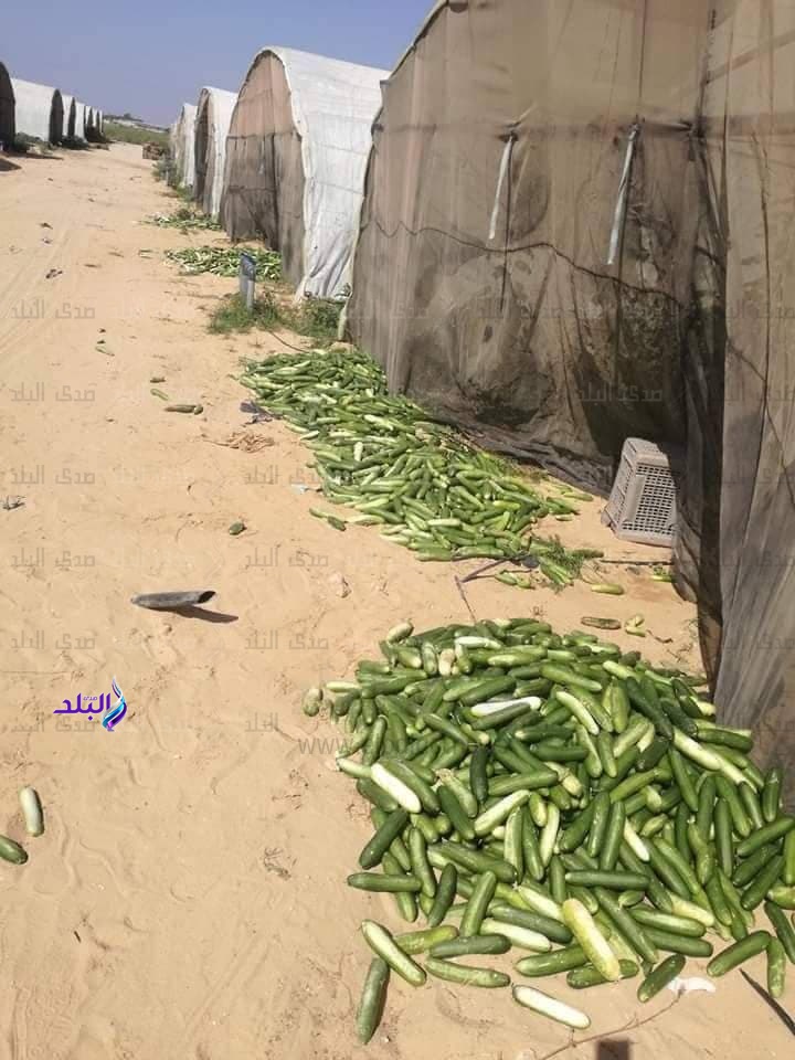 صغار المزارعين بالبحيرة يستغيثون بالرئيس عبد الفتاح السيسى