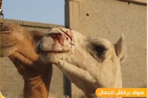 سوق برقاش