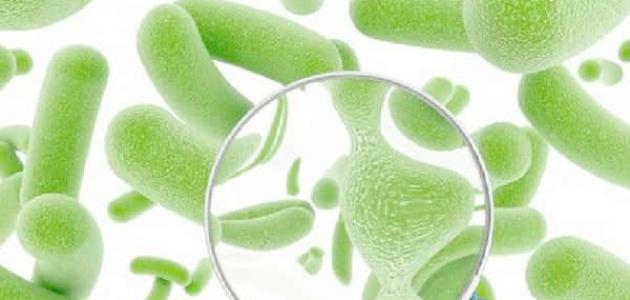 دراسة: البكتيريا الحميدة قد تمنع الحساسية الغذائية