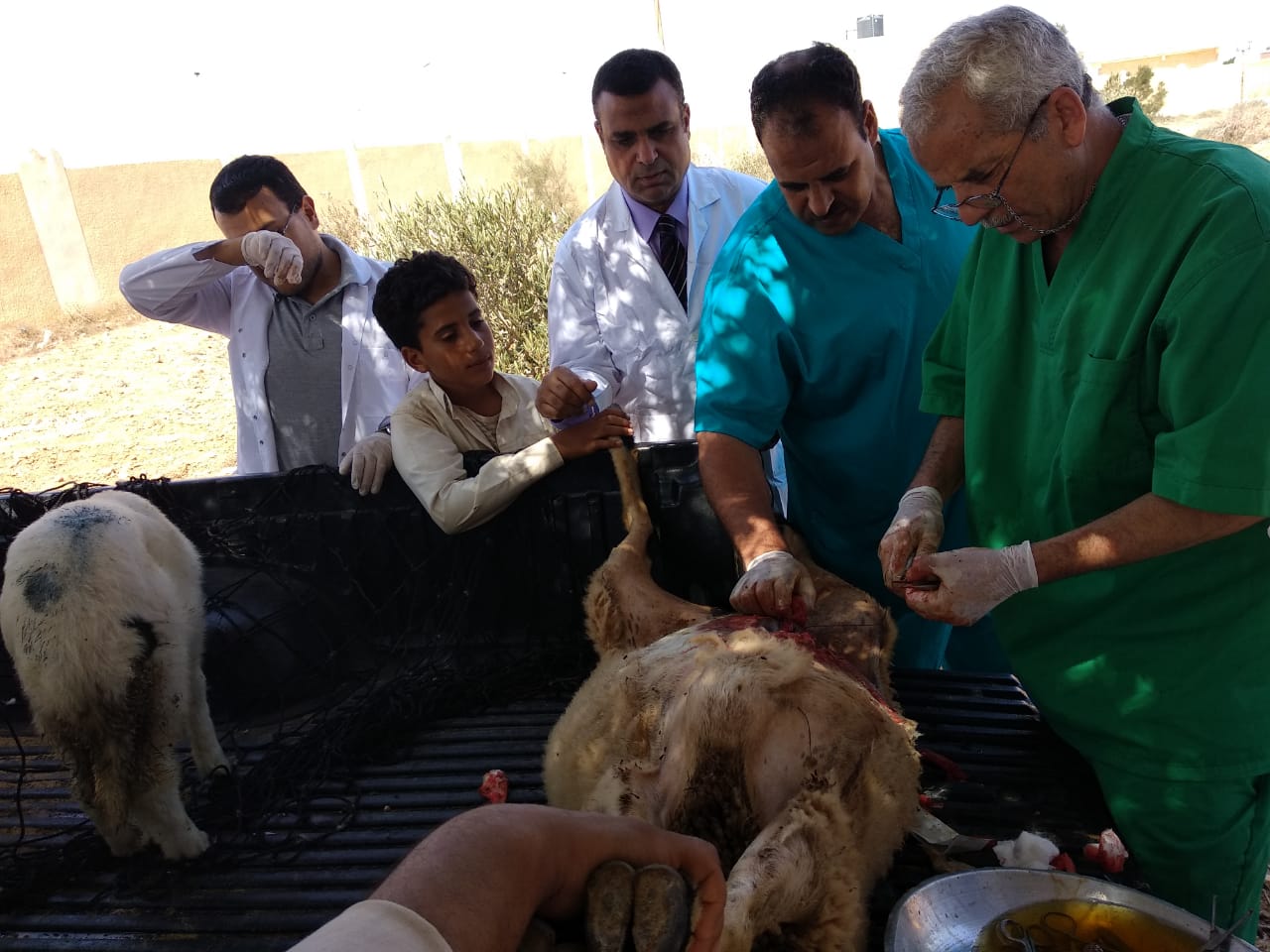 قافلة بيطرية للكشف عن أمراض الاغنام 