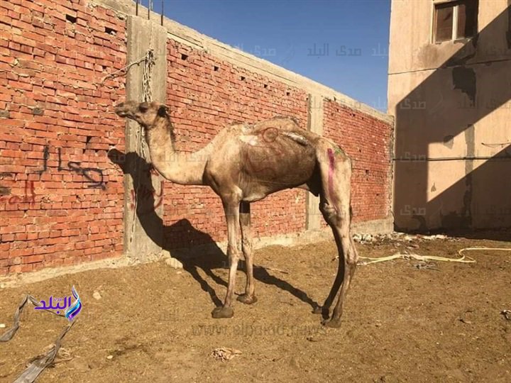 جمال برقاش جمال برقاش