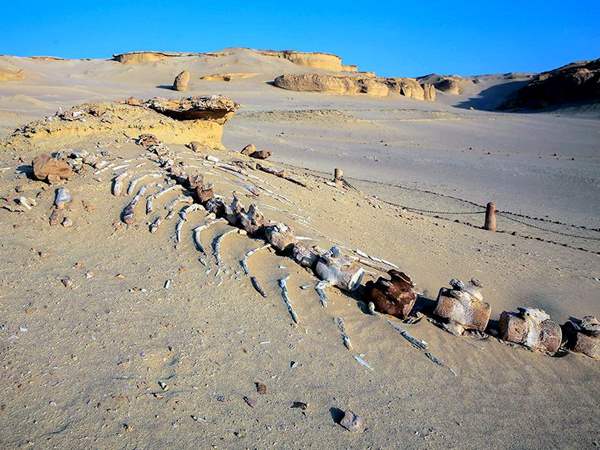 إدراج محميات صينية للطيور المهاجرة في قائمة التراث العالمي إدراج محميات صينية للطيور المهاجرة في قائمة التراث العالمي