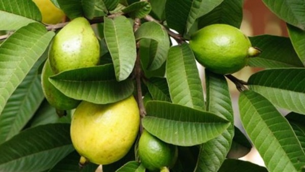 حدائق الجوافة.