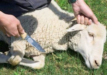 ذبح الأضحية ذبح الأضحية