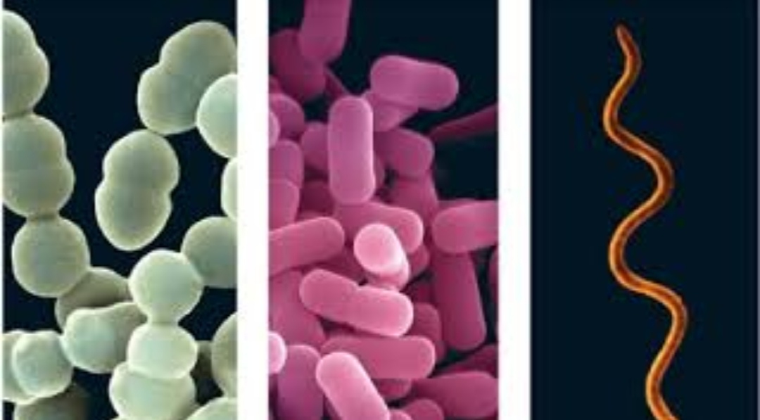 الكائنات الحية 