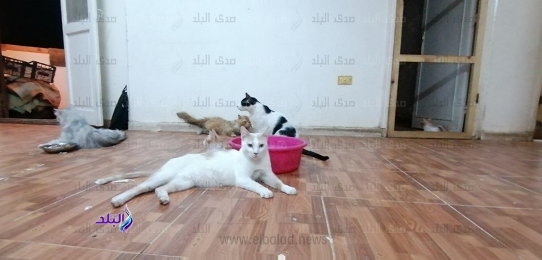 ملجأ للقطط الضالة