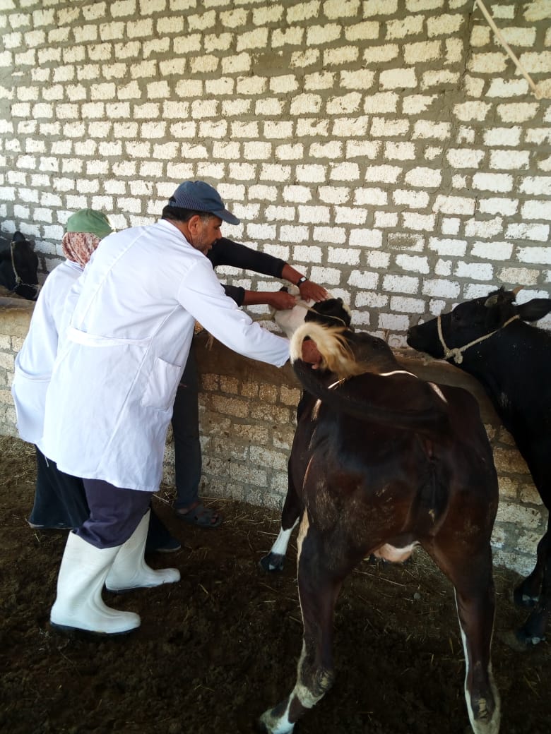 تحصين 30 ألف رأس ماشية ضد الحمى القلاعية بالوادي الجديد