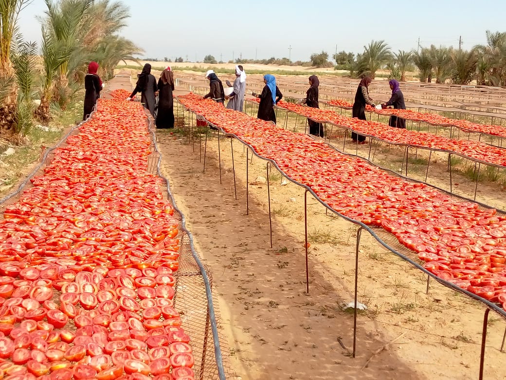 إنتاج الطماطم