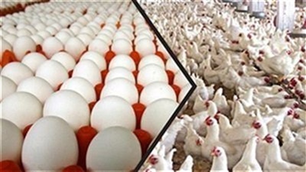بورصة الدواجن والبيض بورصة الدواجن والبيض