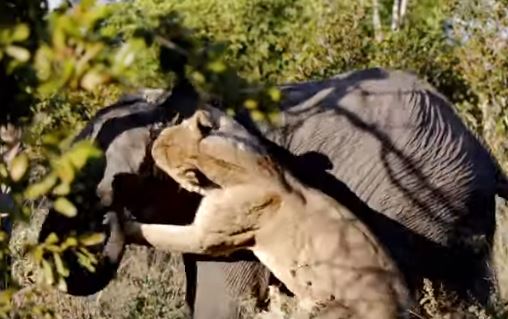 مصور متهور يرصد معركة بين أسد و فيل