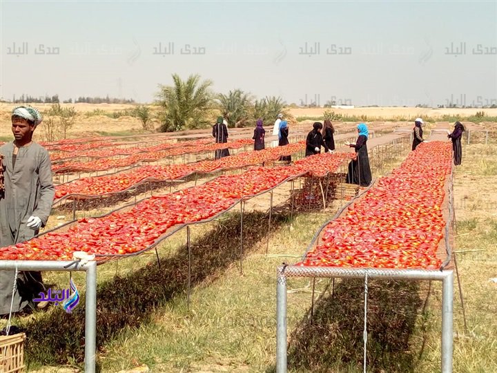 إنتاج الطماطم وتجفيفها