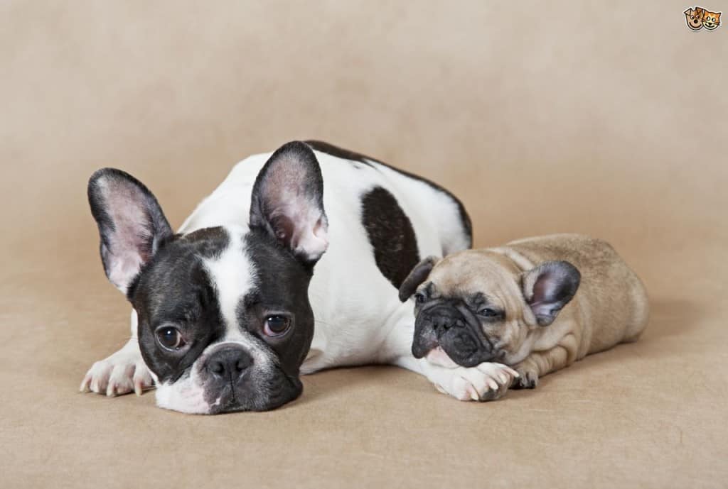 french bulldog french bulldog