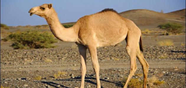 حكم ذبح الجمل كعقيقة للأولاد واعتباره أضحية في نفس الوقت