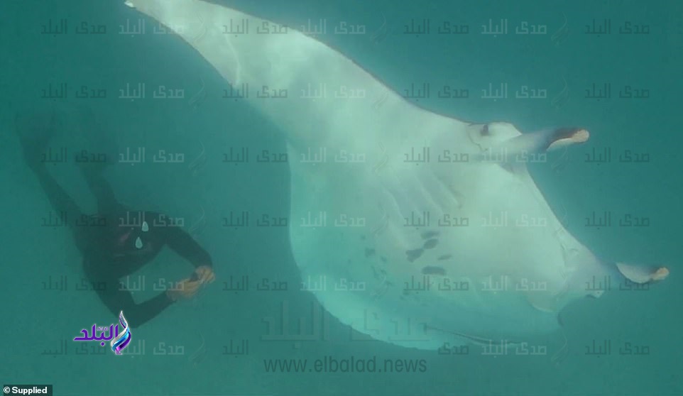 حيوان مانتا البحري حيوان مانتا البحري
