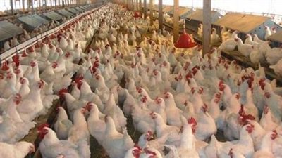 غلق 26 صيدلية ومزرعة دواجن بالمنوفية غلق 26 صيدلية ومزرعة دواجن بالمنوفية