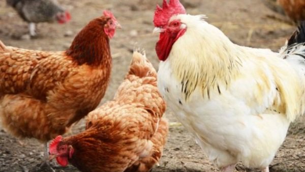 الفراخ البيضاء والحمرا والبلدي 