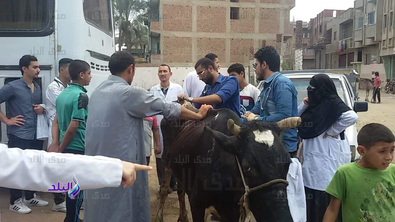 قافلة بيطرية قافلة بيطرية