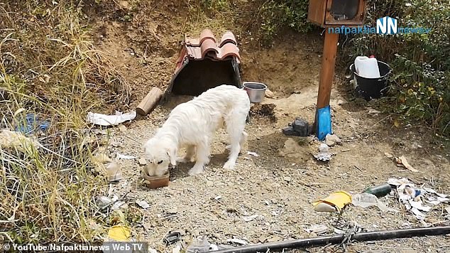 كلب يعيش إلى جوار قبر صاحبه