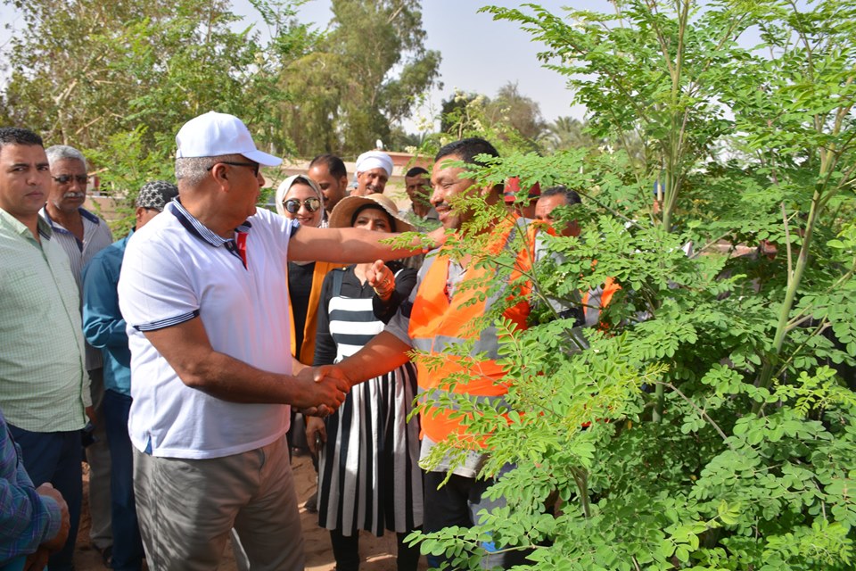محافظ الوادي الجديد يخصص 50 فدان لزراعتها بالمورينجا