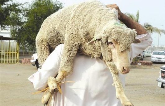 سنن الأضحية سنن الأضحية