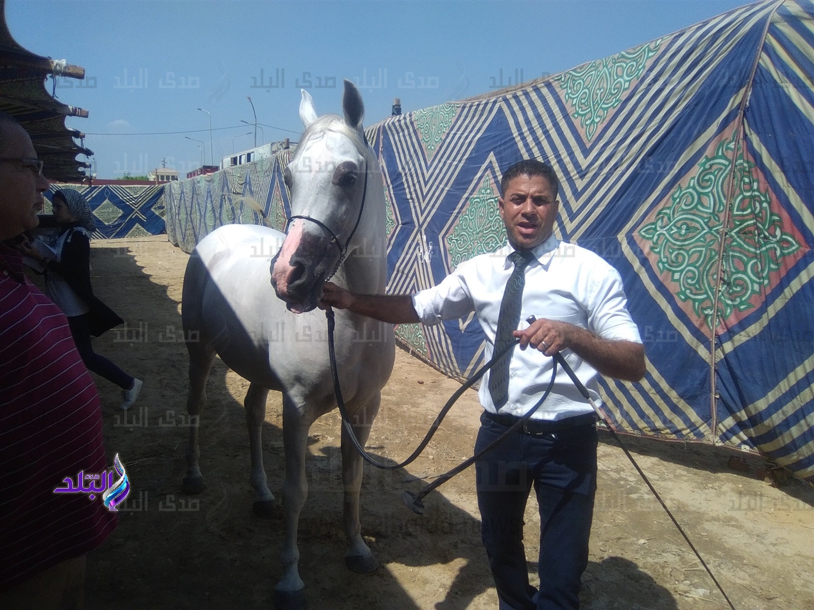 الشرقية معقل تربية الخيول العربية الأصيلة 