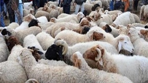 ألاضاحي ألاضاحي