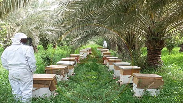 النباتات النباتات
