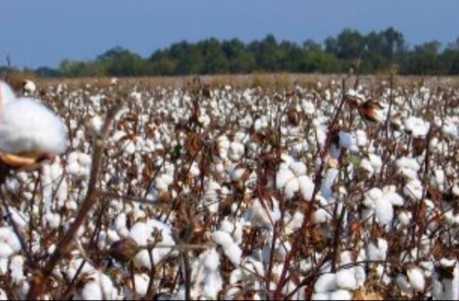 القطن المصري