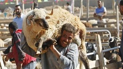 استعدادت بالمحافظات لعيد الاضحي المبارك استعدادت بالمحافظات لعيد الاضحي المبارك