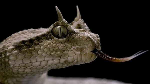 ثعبان الطريشة