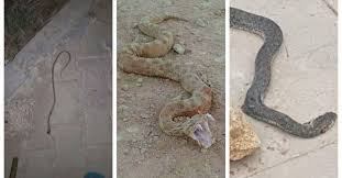 ثعبان الطريشة