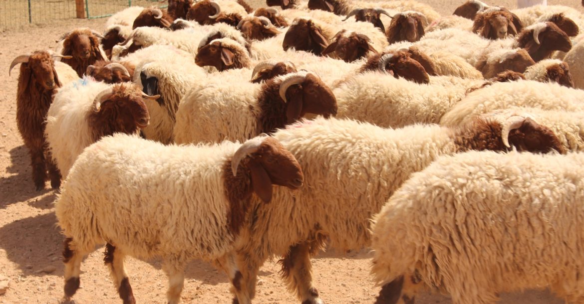 أضاحي العيد