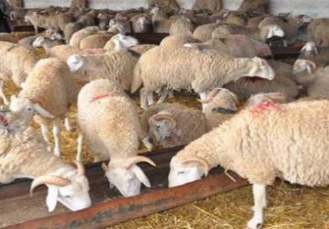 محاذير الأضحية