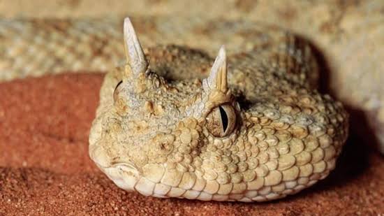 ثعبان الطريشة